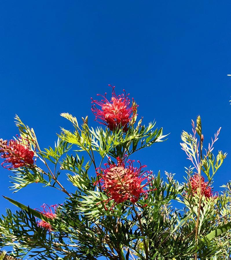 Lodge Callemondah With Stunning Views, In And Byron Hinterland *